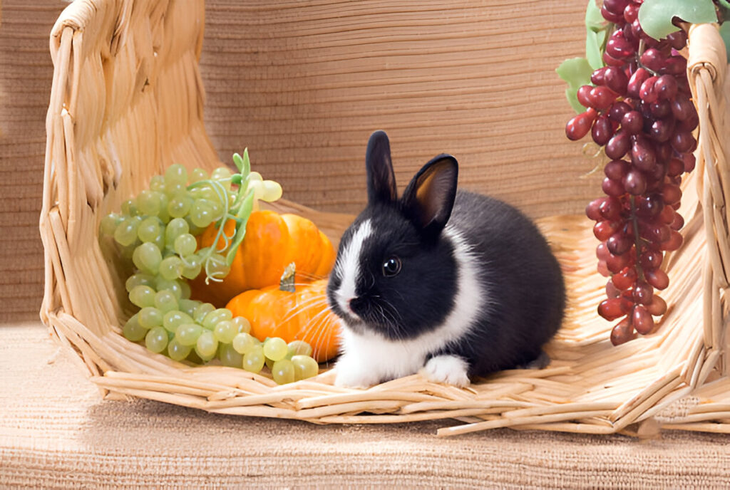 rabbits and grapes ,Can Rabbits Eat Grapes