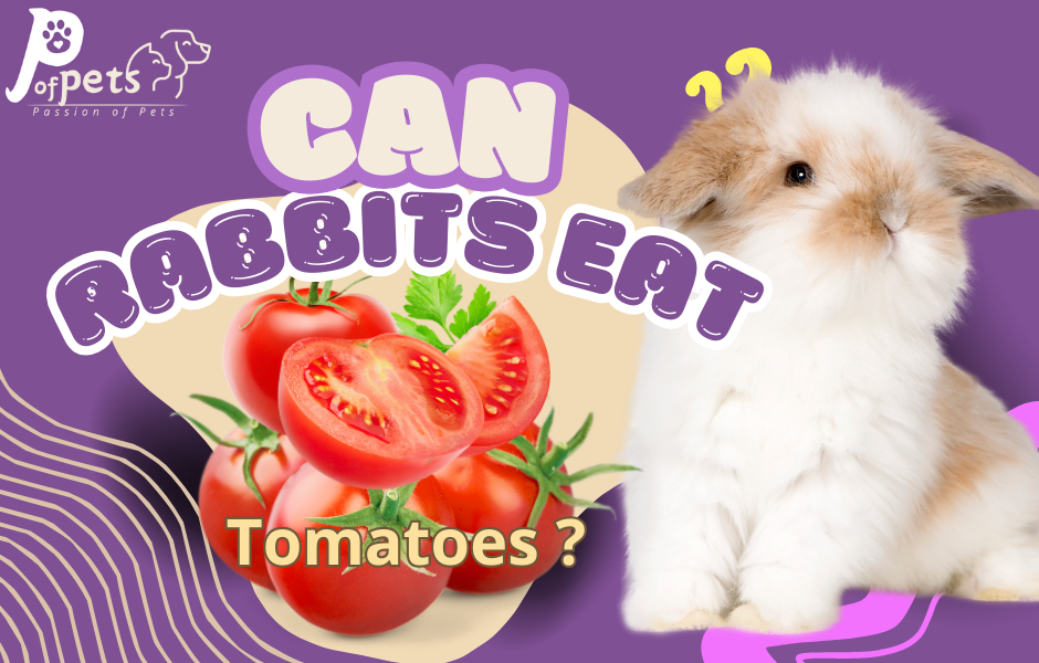 Can Rabbits Eat Tomatos