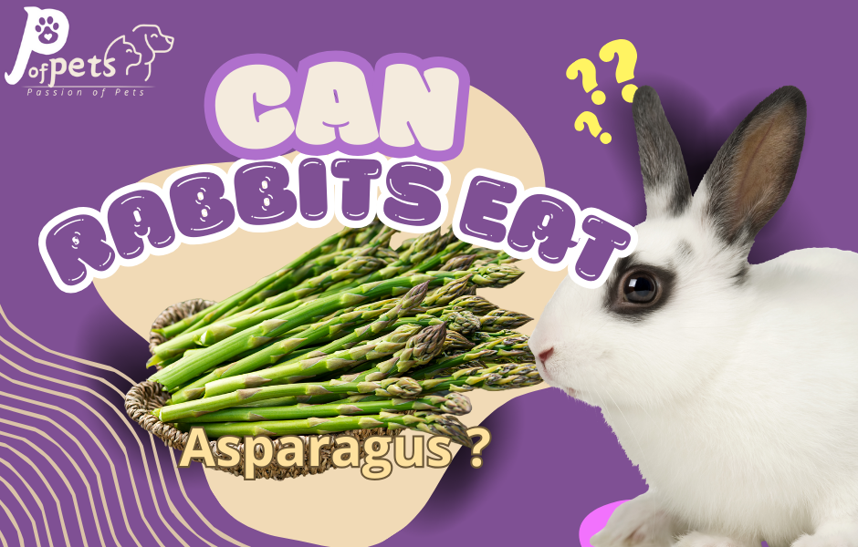 can rabbits eat asparagus ?