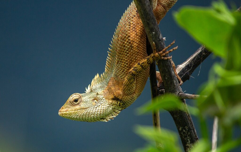 Can Reptiles Feel Pain? reptiles on tree