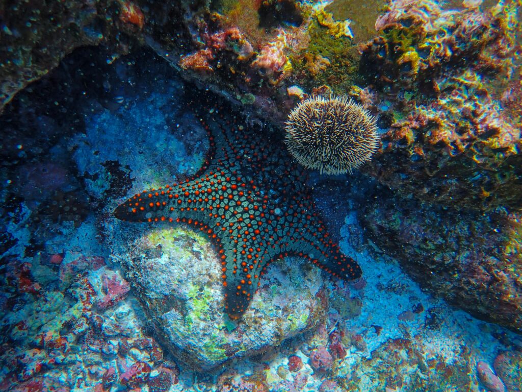 Can Sand Sifting Starfish Live with Other Fish