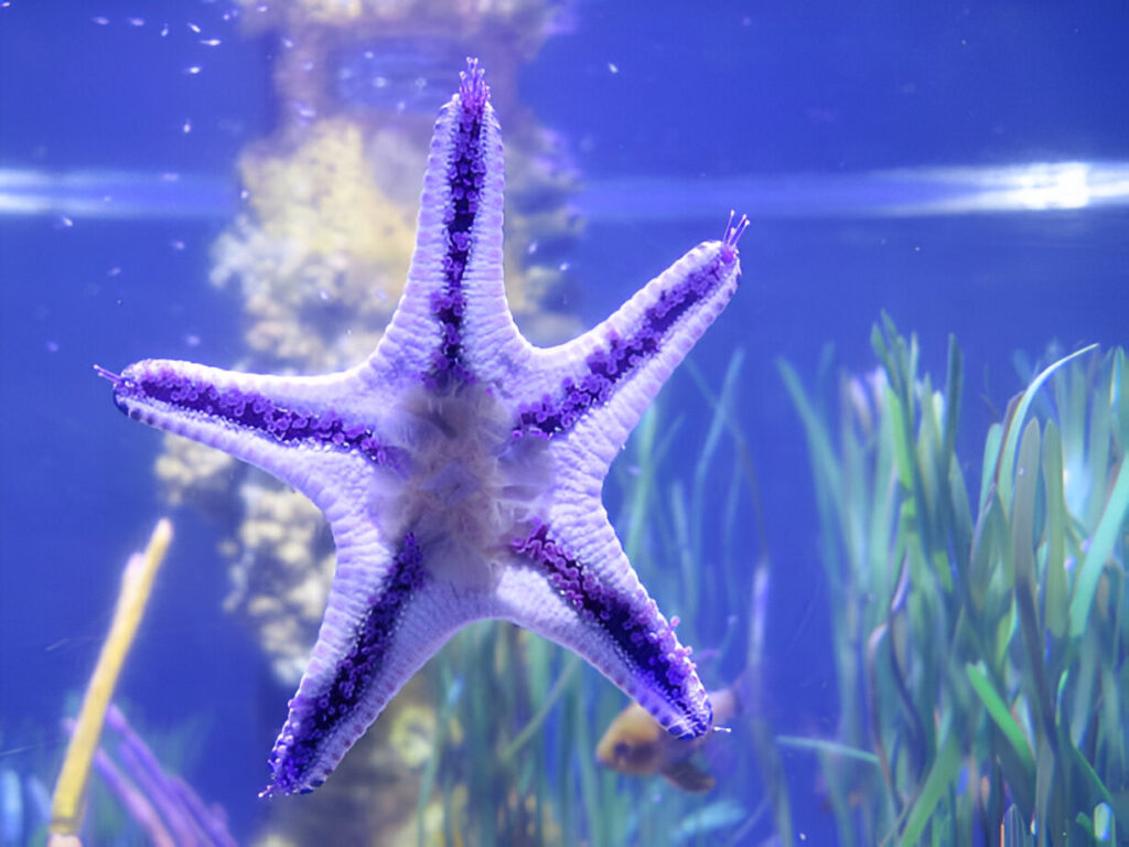 Can Sand Sifting Starfish Live with Other Fish