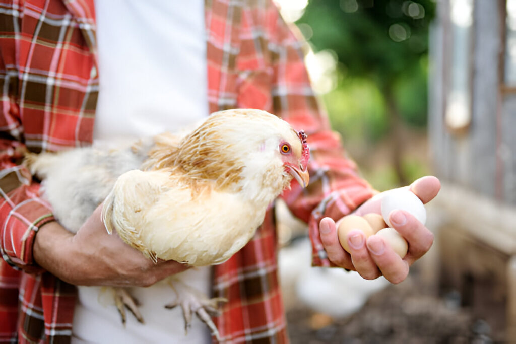 Can You Have Chickens as Pets ,choosing the right breed