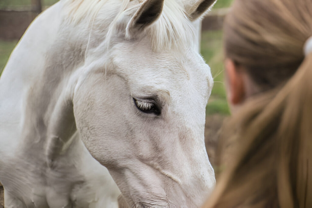 Can a Horse Sense If You're Sad