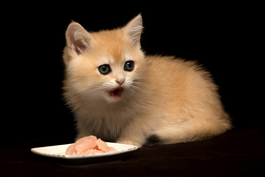 Can kittens eat beef tendons and other fully beefed-up meat products