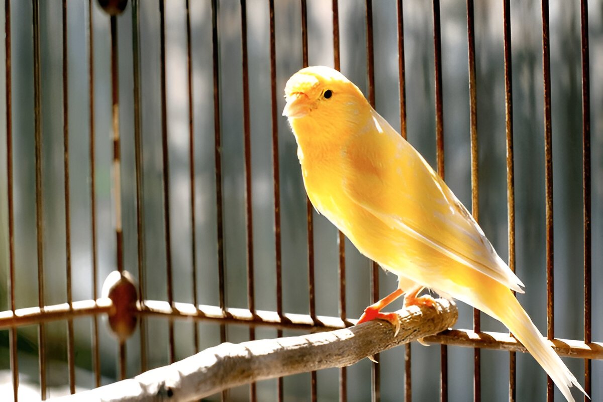 canary birds