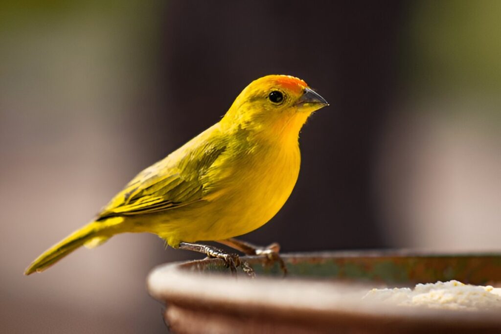 canary birds