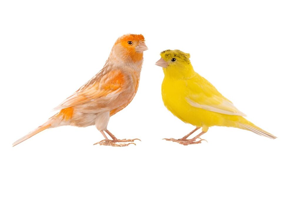 canary birds