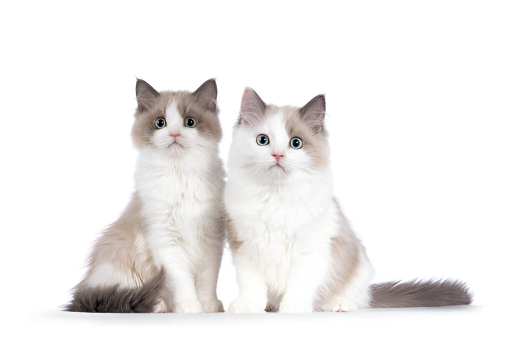 Caring for Your Brown Ragdoll Cat