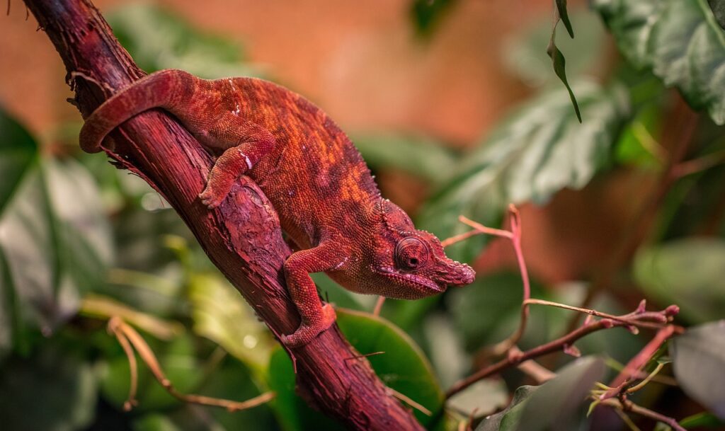 Is a Chameleon a Reptile or an Amphibian?