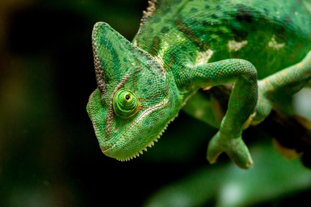 Chameleon  Reptile