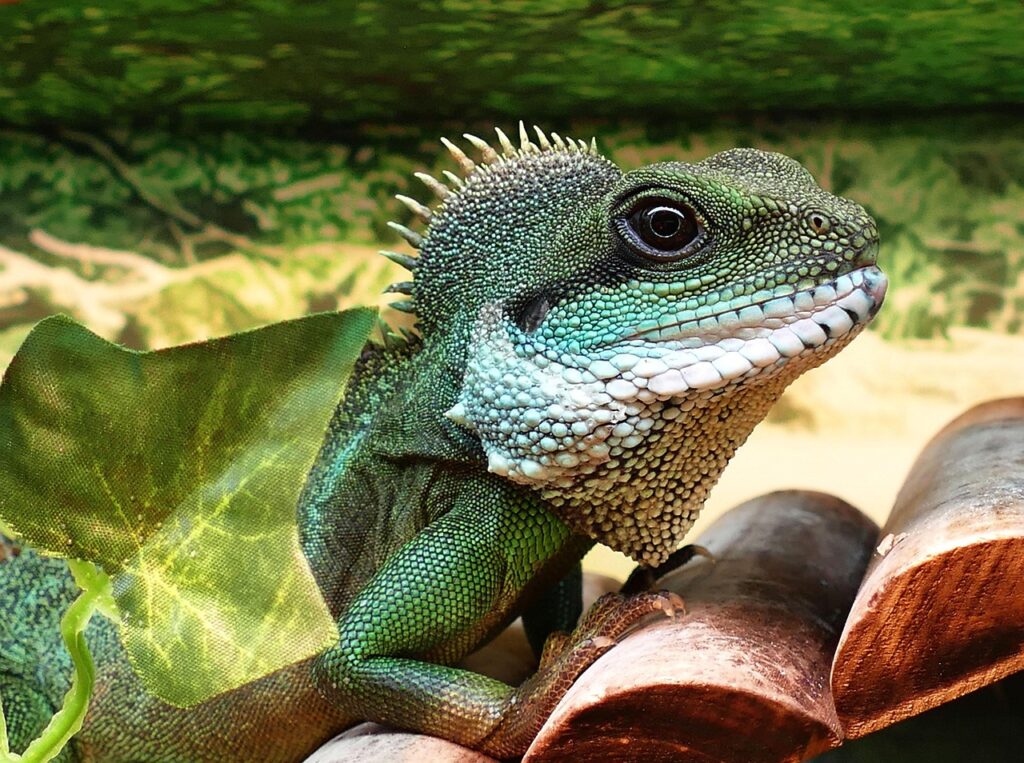 Chinese Water Dragon Reptiles