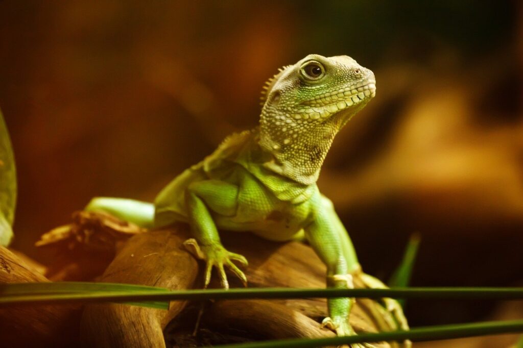 Chinese Water Dragon Reptiles