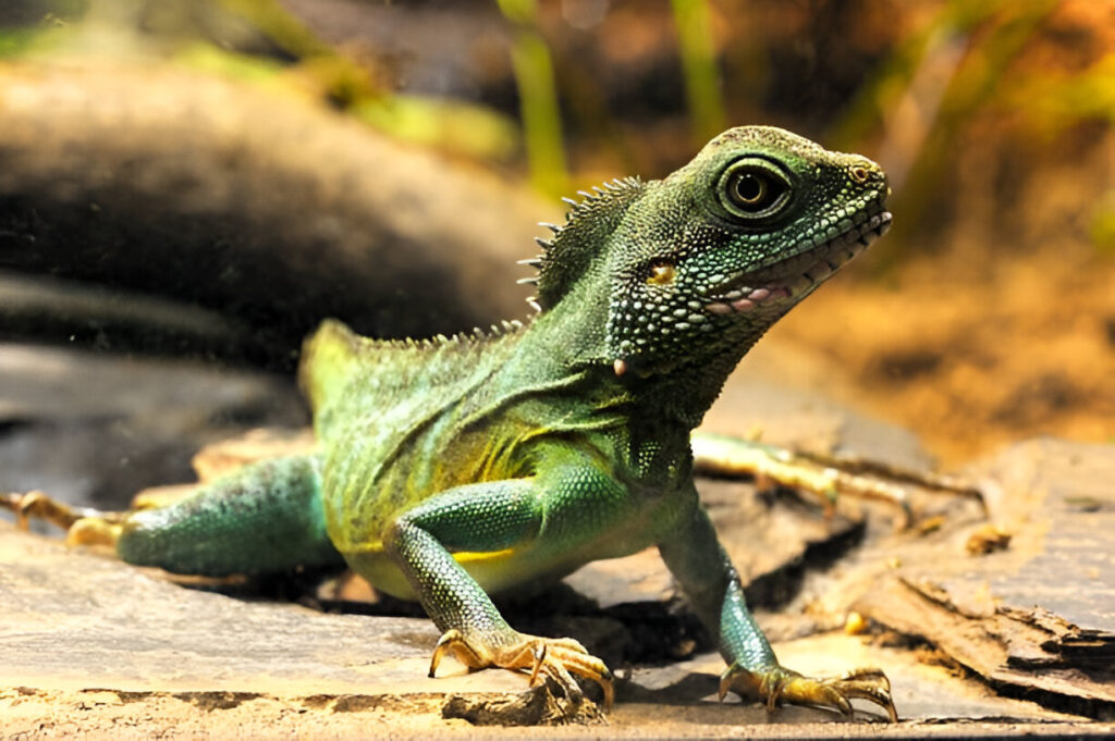 Chinese Water Dragon Reptiles