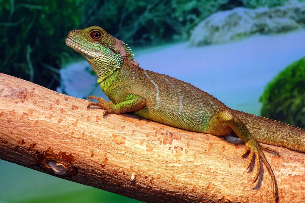 Chinese Water Dragon Reptiles