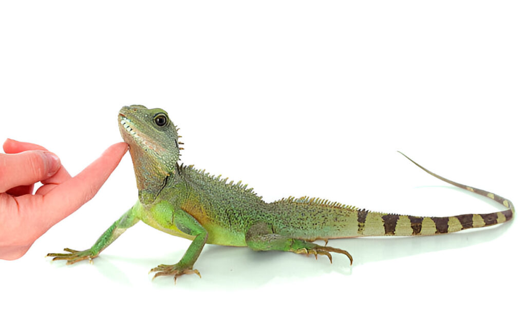 Chinese Water Dragon Reptiles pet