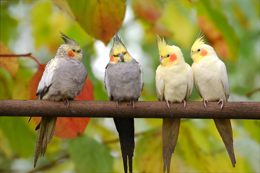 Cockatiels