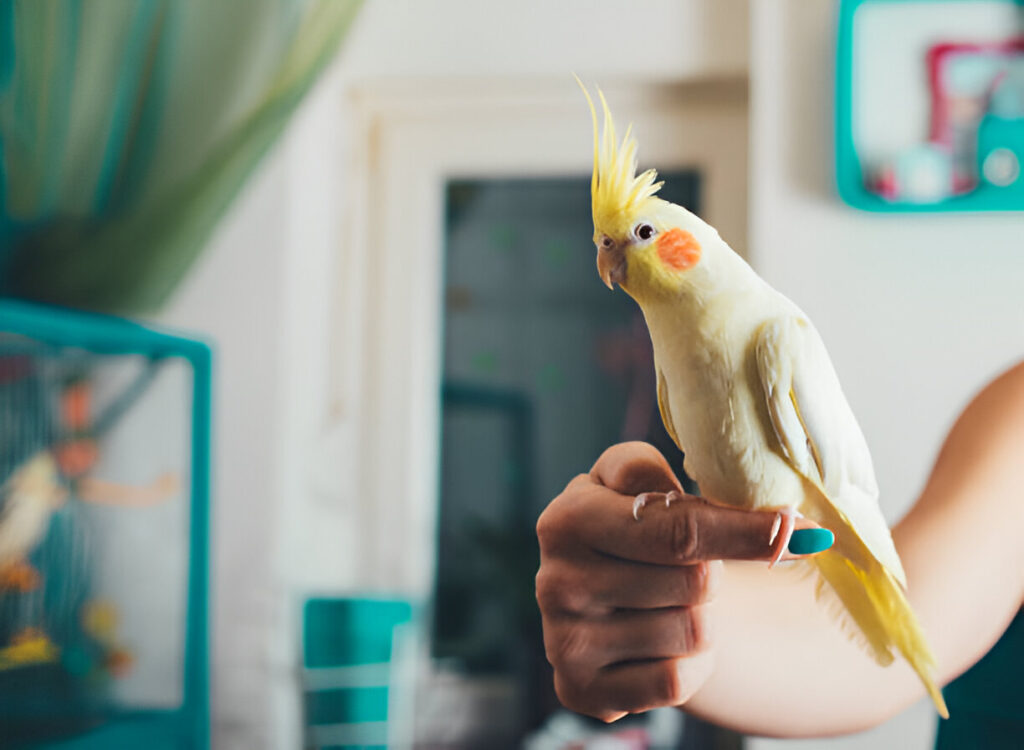 Cockatiels