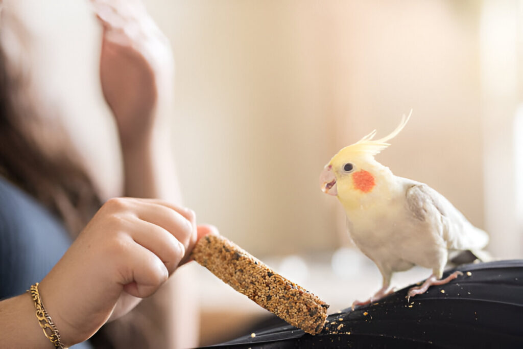 Cockatiels