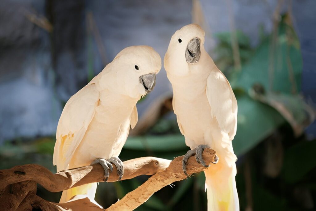 The Cockatoo