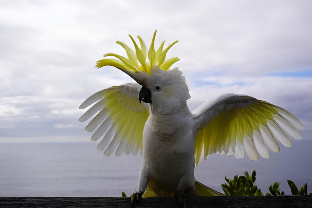 The Cockatoo