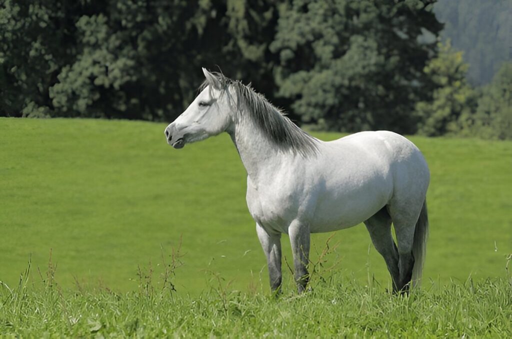 Connemara Pony