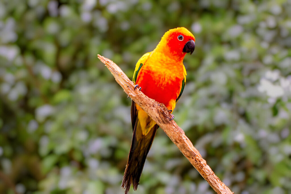 Conures