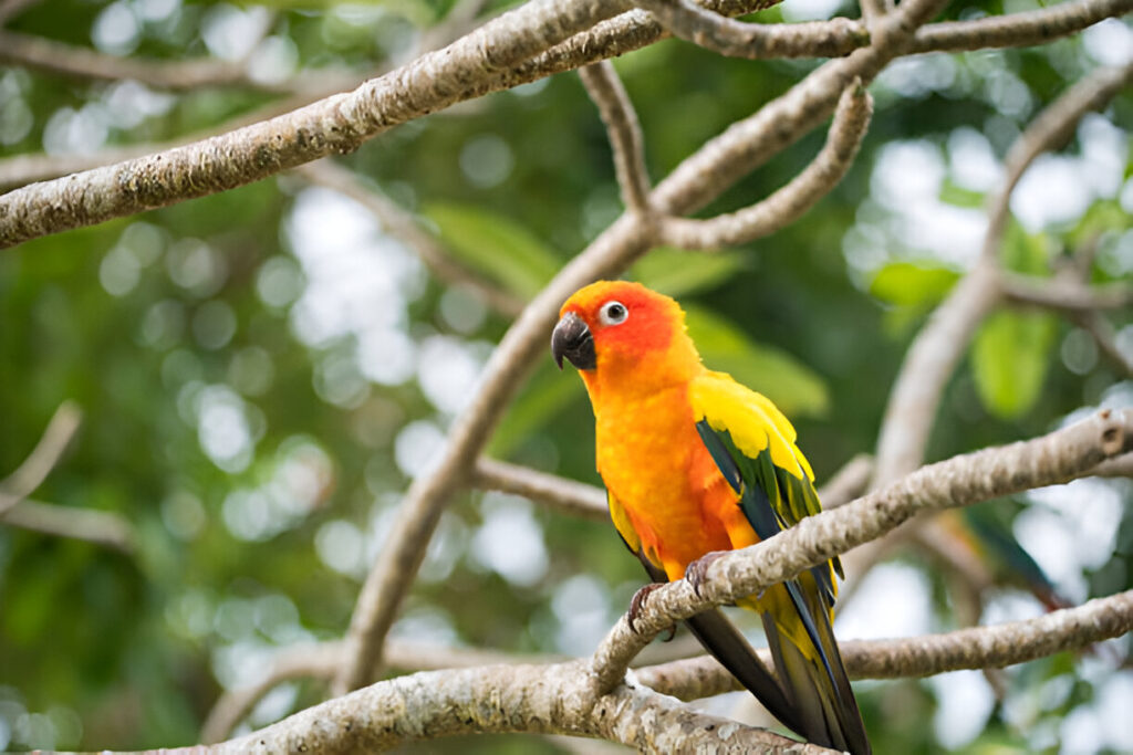 Conures