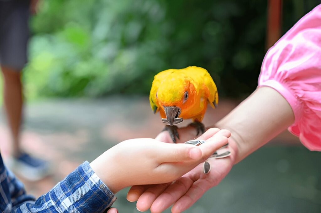 Conures