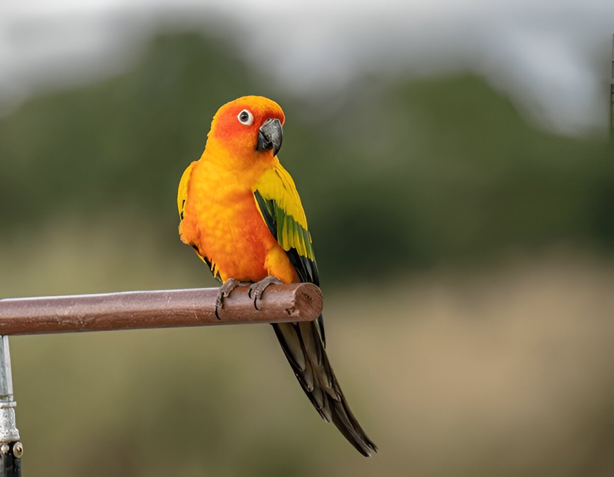 Conures