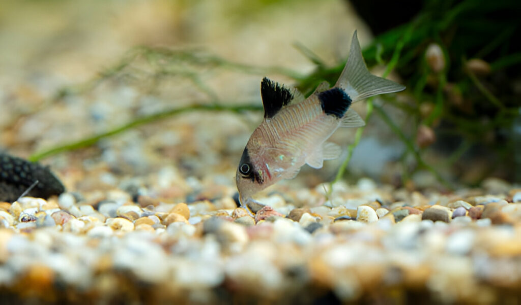 Corydoras Catfish