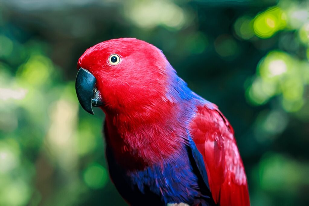 The Eclectus Parrot