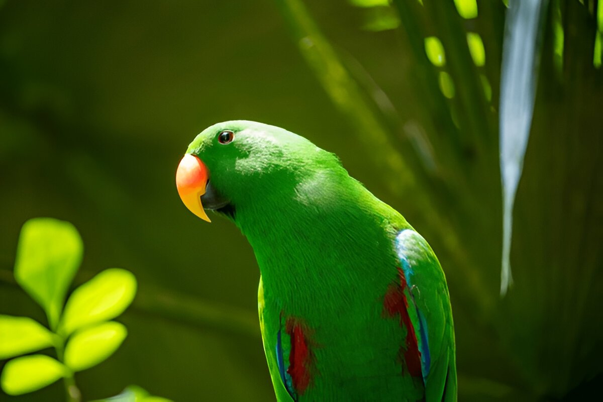 The Eclectus Parrot