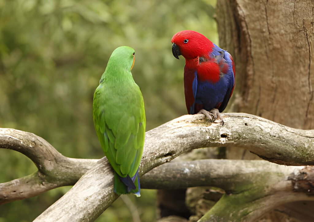 The Eclectus Parrot