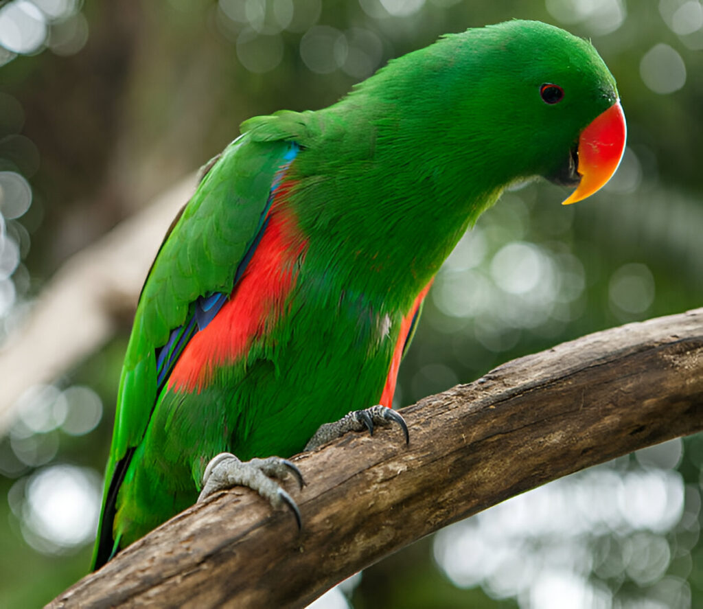 The Eclectus Parrot