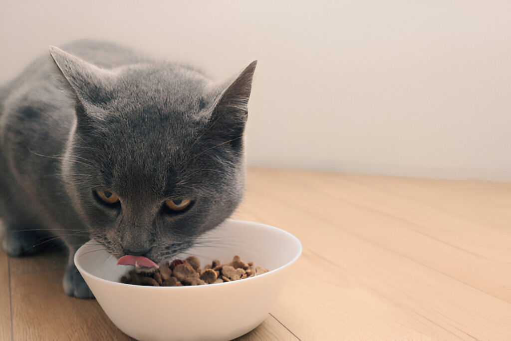 Feeding Your American Shorthair