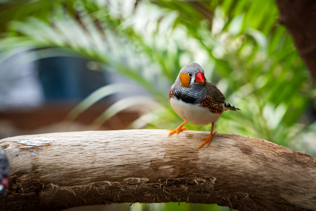 Finch Birds