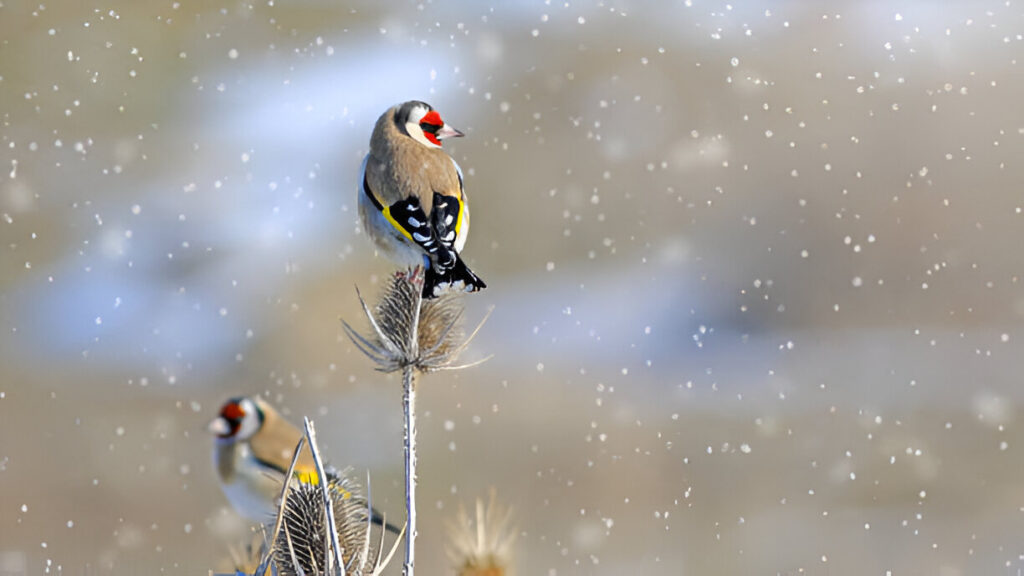 Finch Birds