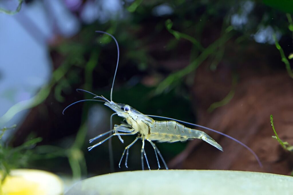 Ghost Shrimp