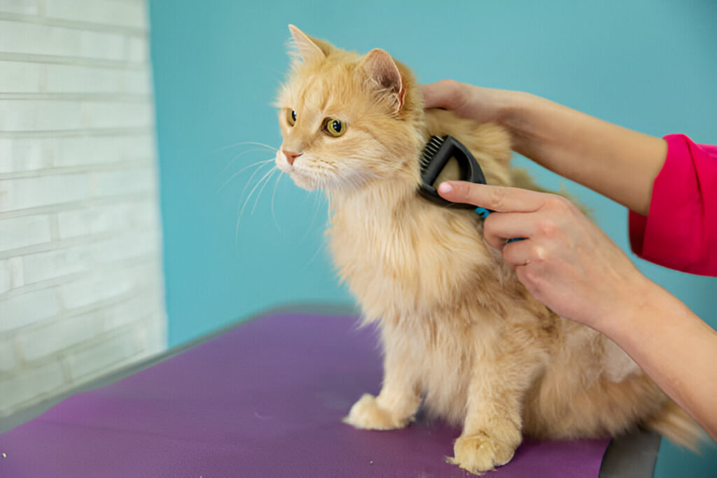 Grooming Supplies Maintaining Coat Health with Regular Grooming Sessions