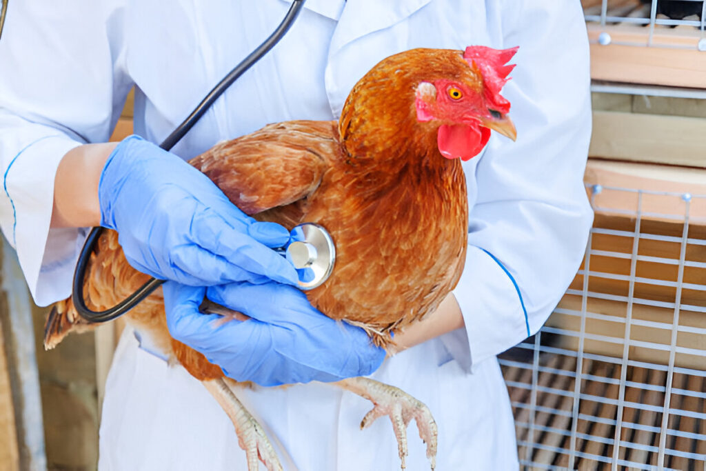 Health and Wellness of chickens