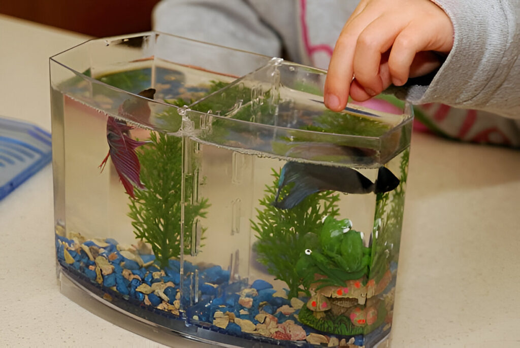 feeding a betta fish 
