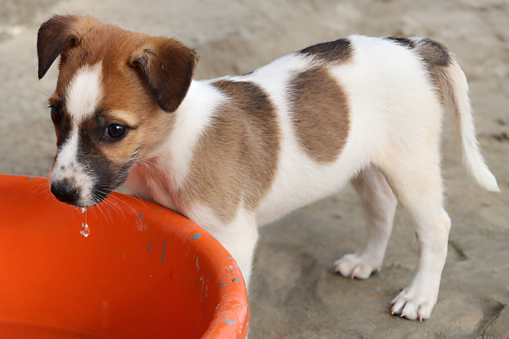 How Long Can a Dog Go Without Food and Water