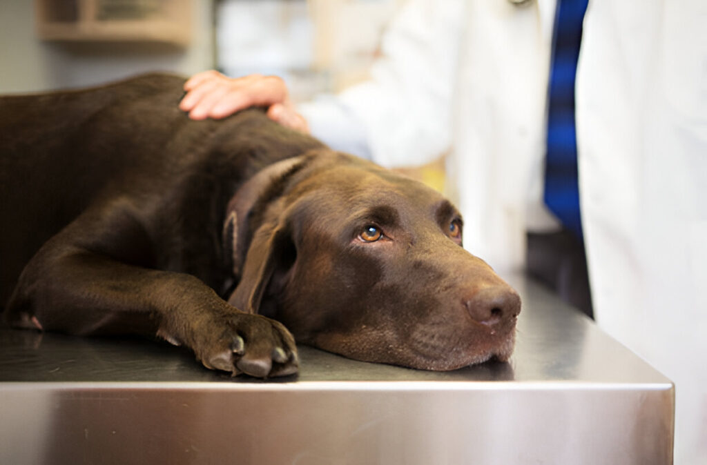 How Long Can a Dog Go Without Food and Water