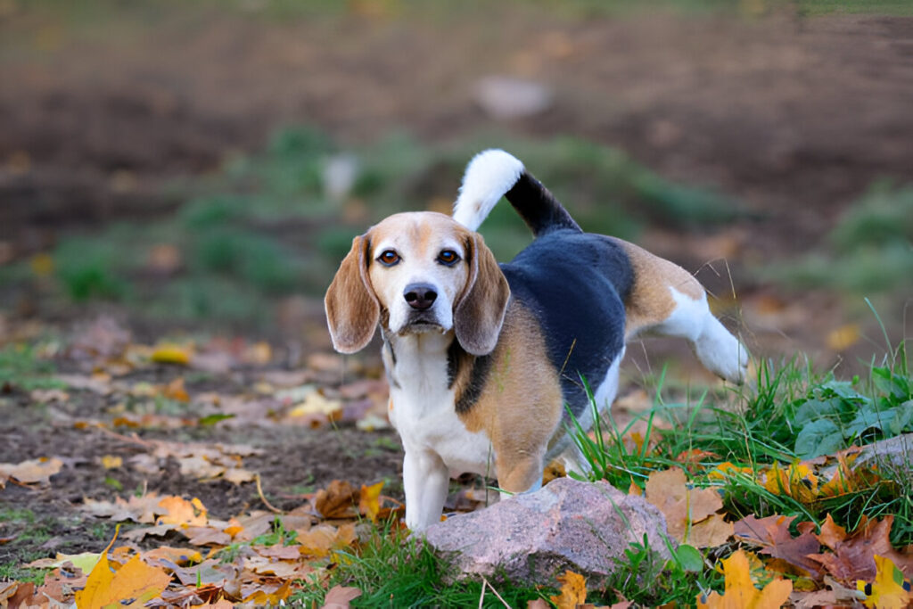 How Long Can a Dog Go Without Peeing