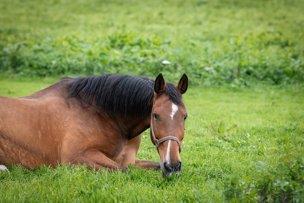 How Long a Horse Can Go Without Food and Water