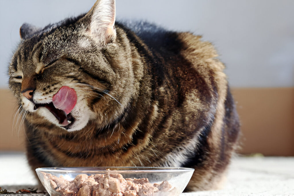 How Much Should an Adult Cat Eat