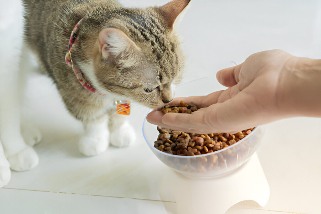 How Much Should an Adult Cat Eat , feeding cat