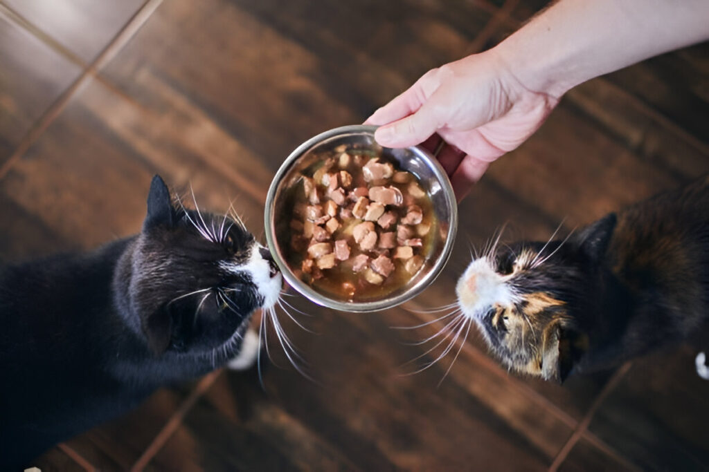 How Much Should an Adult Cat Eat , feeding cats 