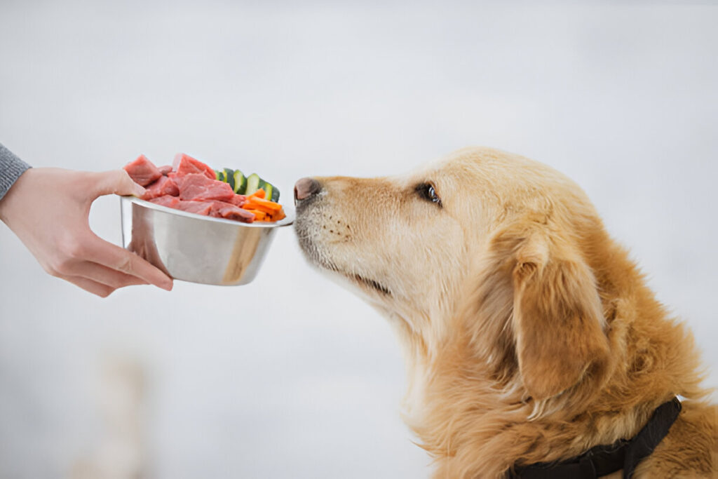 How to Make Healthy Pet Food for Dogs